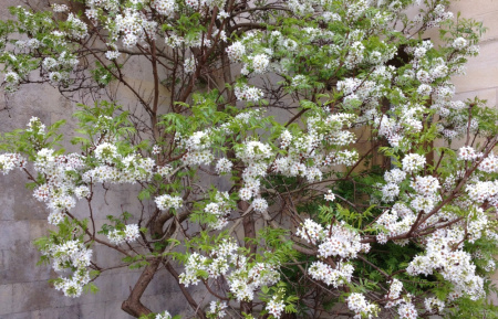Чекалкин орех, или Ксантоцерас рябинолистный (лат. Xanthoceras sorbifolium) 10 шт, семена