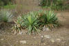 Юкка славная (лат. Yucca gloriosa), семена 0,2 грамма