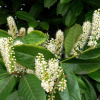 Лавровишня лекарственная (лат. Prunus laurocerasus), семена