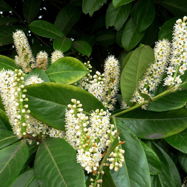 Лавровишня лекарственная (лат. Prunus laurocerasus), семена