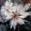 Клематис виноградолистный, или Ломонос виноградолистный (лат. Clematis vitalba), семена