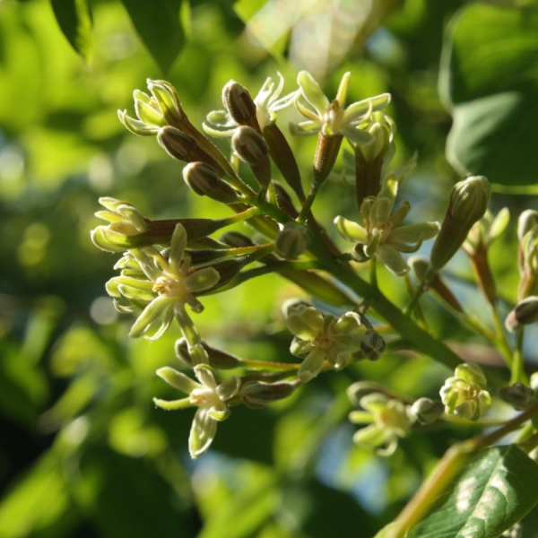 Бундук китайский, или китайское кофейное дерево (лат. Gymnocladus chinensis) , семена