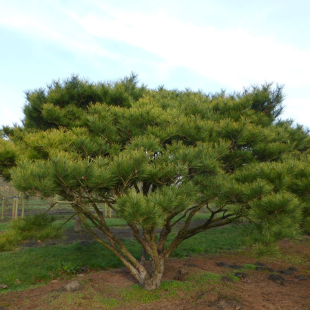 Сосна густоцветная (лат. Pinus densiflоra), семена