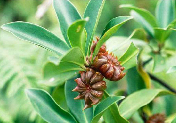 Анис звездчатый, Бадьян настоящий (лат. Illicium verum), семена