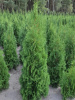 Туя западная Колумна (Thuja occidentalis 'Columna'), семена