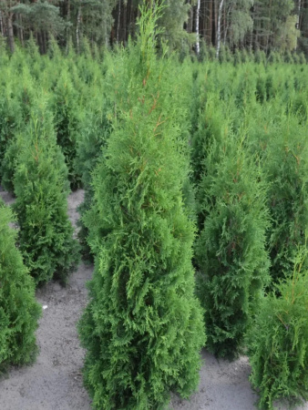 Туя западная Колумна (Thuja occidentalis 'Columna'), семена