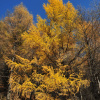 Лиственница даурская, или Лиственница Гмелина (лат. Larix dahurica), семена