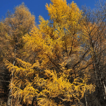 Лиственница даурская, или Лиственница Гмелина (лат. Larix dahurica), семена