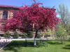Яблоня Недзвецкого Челябинская (лат. Malus niedzwetzkyana "Челябинская"), семена
