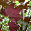 Клен ложноплатановый Атропурпуреум (лат. Acer pseudoplatanus "Atropurpureum"), семена