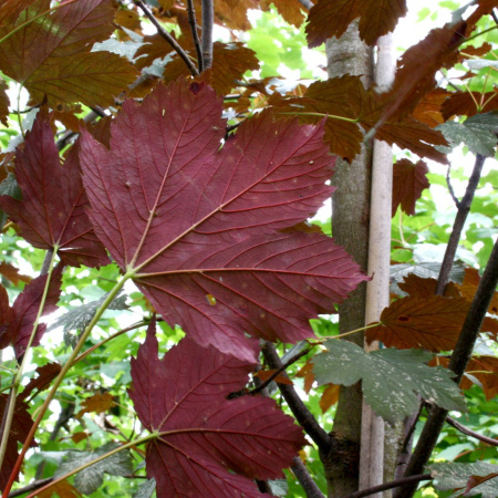 Клен ложноплатановый Атропурпуреум (лат. Acer pseudoplatanus "Atropurpureum"), семена