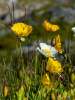 Мак голостебельный, или мак исландский микс (лат. Papaver nudicaule L.), 600 штук 