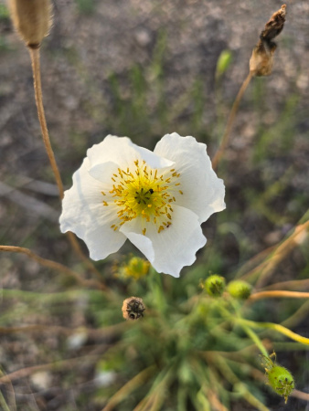 Мак голостебельный, или мак исландский микс (лат. Papaver nudicaule L.), 600 штук 