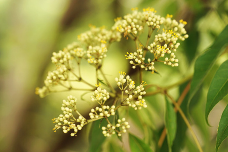 Бархат китайский (лат. Phellodendron chinense), семена