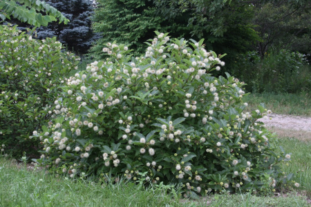 Цветоголовник западный (лат. Cephalanthus occidentalis), семена