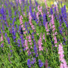 Иссоп лекарственный (лат. Hyssopus officinalis), семена