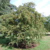 Боярышник однопестичный (лат. Crataegus monogyna), семена
