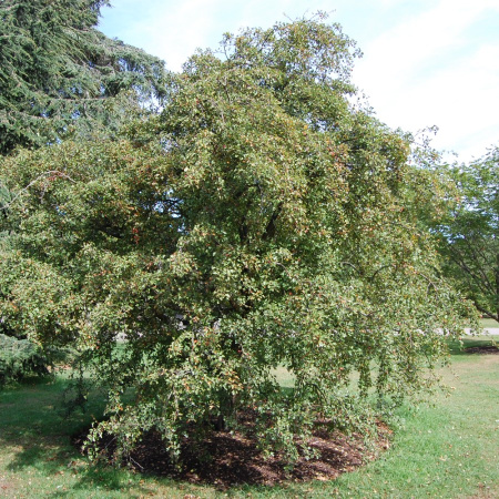 Боярышник однопестичный (лат. Crataegus monogyna), семена