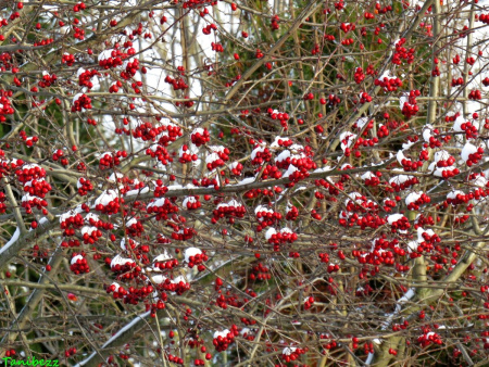 Боярышник перистонадрезанный (лат. Crataegus pinnatifida), семена