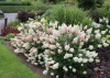 Гортензия метельчатая Ванилла Фрайз (лат. Hydrangea paniculata 'Vanille Fraise') С3, саженец