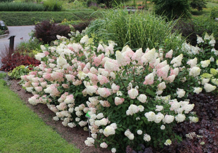Гортензия метельчатая Ванилла Фрайз (лат. Hydrangea paniculata 'Vanille Fraise') С3, саженец