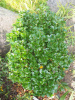 Бирючина японская (лат. Ligustrum japonicum), семена