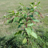 Лаконос американский, или Фитолакка (лат. Phytolacca americana), семена