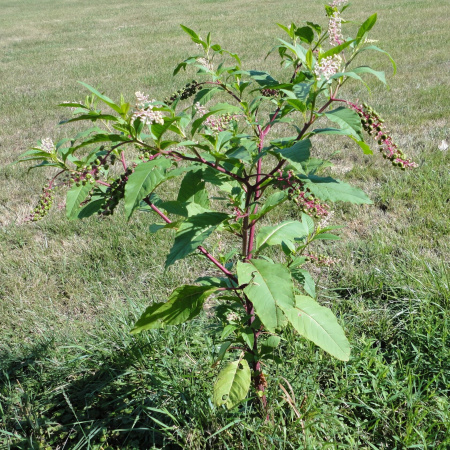 Лаконос американский, или Фитолакка (лат. Phytolacca americana), семена