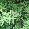 Зантоксилум плоскоиглый, или желтодревесник (лат. Zanthoxylum alatum var. Planispinum), семена