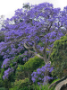 Жакаранда мимозолистная "Фиалковое дерево" (лат. Jacaranda mimosifolia), семена