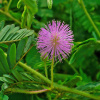 Мимоза стыдливая (лат. Mimosa pudica), семена 