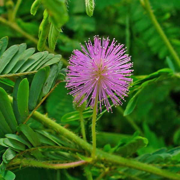 Мимоза стыдливая (лат. Mimosa pudica), семена 
