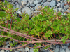 Роза Максимовича (Rosa maximowicziana), семена 