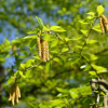 Береза вишневая (лат. Betula lenta), семена 0,2 грамма