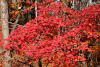 Клен ложнозибольдов (лат. Acer pseudosieboldianum), семена
