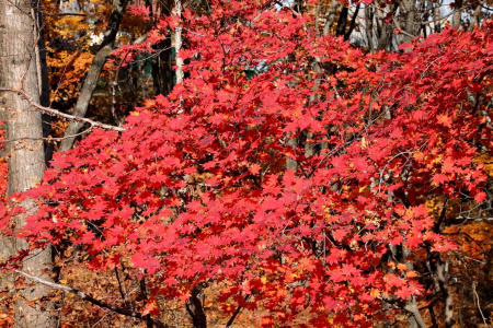 Клен ложнозибольдов (лат. Acer pseudosieboldianum), семена
