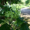 Ясень носолистный (лат. Fraxinus rhynchophylla), семена