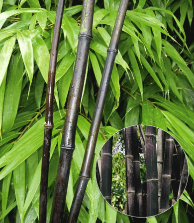 Бамбук черный (лат. Phyllostachys nigra), семена