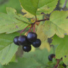 Боярышник черный (лат. Crataegus nigra), семена 