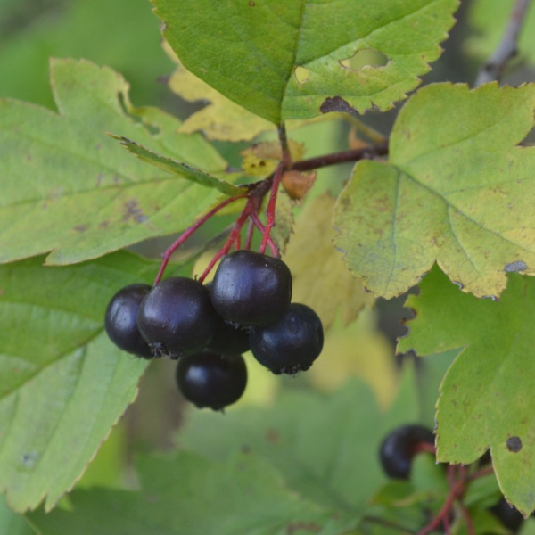 Боярышник черный (лат. Crataegus nigra), семена 