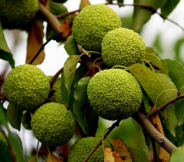 Маклюра оранжевая, или яблоносная (лат. Maclura pomifera), семена