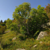 Клен Гельдрейха (лат. Acer heldreichii Orph), семена