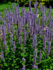 Иссоп лекарственный (лат. Hyssopus officinalis), семена