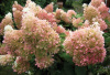 Гортензия метельчатая Фантом (лат. Hydrangea paniculata 'Phantom')