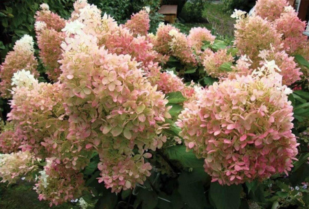 Гортензия метельчатая Фантом (лат. Hydrangea paniculata 'Phantom')