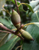 Дуб сизый, или Японский голубой дуб (лат. Quercus glauca), саженцы, 3 шт