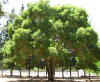 Ясень узколистный (лат. Fraxinus angustifolia), семена