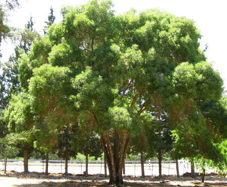 Ясень узколистный (лат. Fraxinus angustifolia), семена