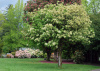 Ясень манновый (лат. Fraxinus ornus), семена