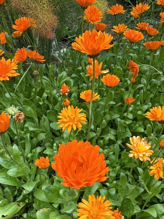 Календула лекарственная многолетняя (лат. Calendula officinalis), семена 50 шт
